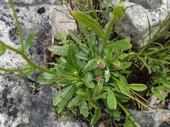 Erigeron philadelphicus provancheri