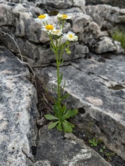 Erigeron philadelphicus provancheri