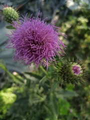 Cirsium mexicanum