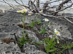 Erigeron philadelphicus provancheri