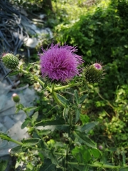 Cirsium mexicanum