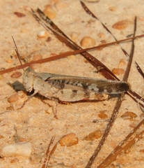 Spharagemon marmorata