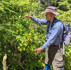 Exobasidium vaccinii-uliginosi