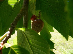 Monilinia
