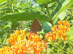 Satyrium calanus