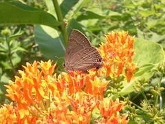 Satyrium calanus