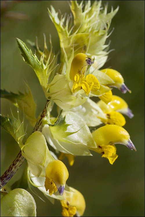 Aristate Yellow-rattle