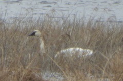 Cygnus columbianus columbianus