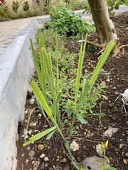 Cymbopogon nardus