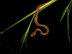 Leptodeira polysticta