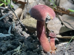 Gyroporus purpurinus