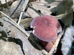 Gyroporus purpurinus