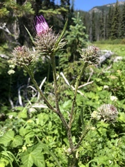 Cirsium edule