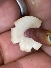 Gyroporus purpurinus