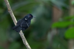 Pyriglena leucoptera