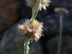 Helichrysum luteoalbum image