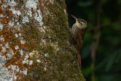 Xiphorhynchus fuscus