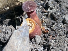 Gyroporus purpurinus