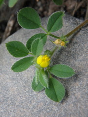 Medicago minima