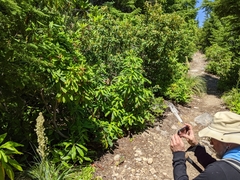 Exobasidium vaccinii-uliginosi