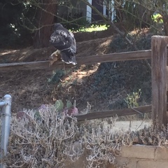 Buteo jamaicensis