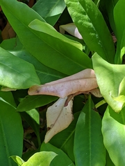 Exobasidium vaccinii-uliginosi