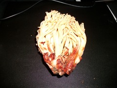 Ramaria rubribrunnescens