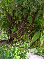 Exobasidium vaccinii-uliginosi