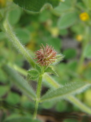 Medicago minima