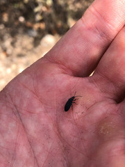 Melacoryphus rubicollis