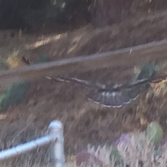 Buteo jamaicensis