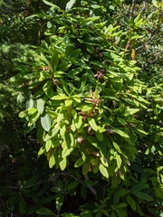 Exobasidium vaccinii-uliginosi