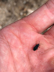 Melacoryphus rubicollis