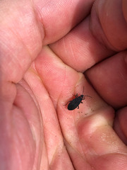 Melacoryphus rubicollis