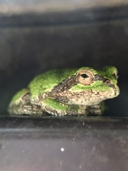 Hyla japonica