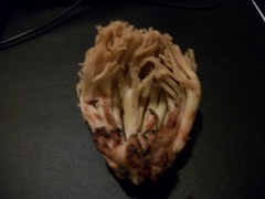 Ramaria rubribrunnescens