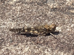 Trimerotropis saxatilis