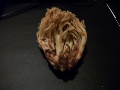 Ramaria rubribrunnescens