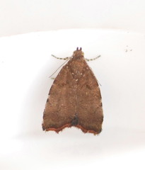 Choreutis pariana