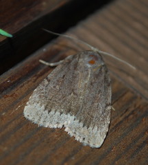 Amphipyra glabella
