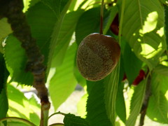 Monilinia