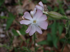 Silene × hampeana
