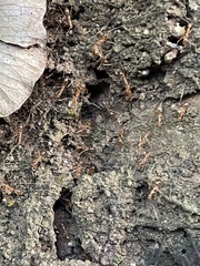 Anoplolepis gracilipes