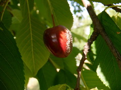 Monilinia