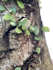 Pyrrosia piloselloides