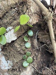 Pyrrosia piloselloides