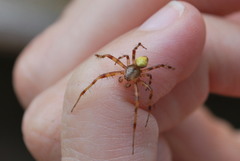 Araneus trifolium