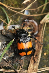 Nicrophorus hebes