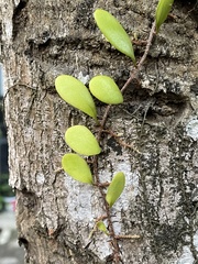 Pyrrosia piloselloides
