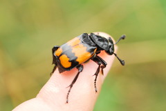 Nicrophorus hebes
